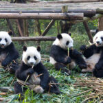 Chengdu Pandas